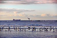 Katwijk aan zee series - Bateau à l'horizon