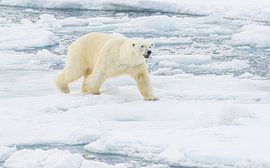 Ein knurrender männlicher Eisbär