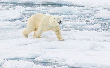 Un ours polaire mâle qui grogne sur Lennart Verheuvel