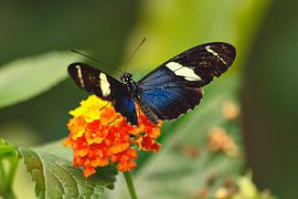 Postman Butterfly by Stephanie Kweldam-Beugelink