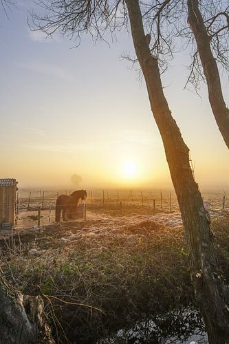 Bonjour le soleil