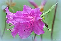 Rhododendron