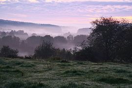 Baum auf einer Wiese bei Nebel zum Sonnenaufgang