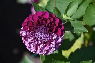 Een tweekleurige bloem in de tuin van Claude Laprise