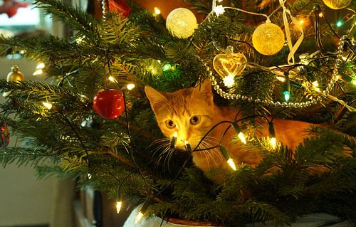 Poes als kerstversiering