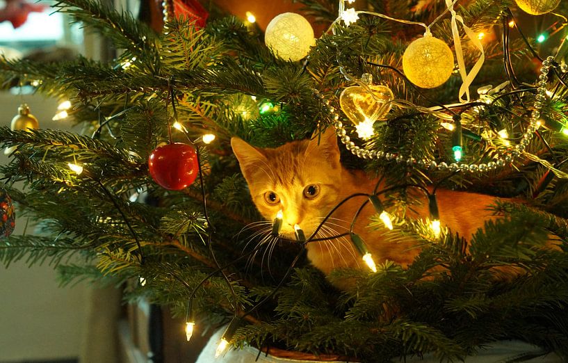 Puss as a Christmas decoration by wil spijker