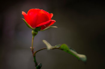 Red Rose Dream