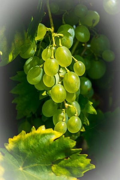 Muscat's Ready von Henry van Schijndel