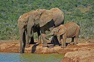 Elephants by ManSch thumbnail
