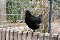 Un poulet domestique noir est assis sur une clôture en bois