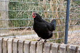Black domestic chicken sits on a wooden fence by creativcontent