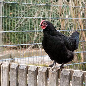 Zwarte tamme kip zit op een houten hek van creativcontent