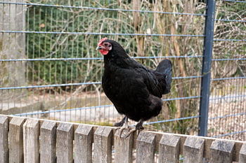 Black domestic chicken sits on a wooden fence