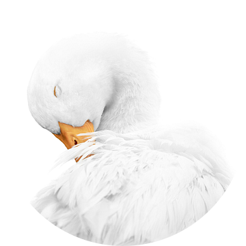 Rust in Witte Elegantie Gans