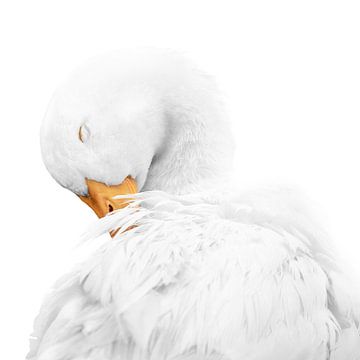Rust in Witte Elegantie Gans van Femke Ketelaar