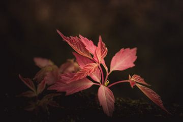 Pink leaves van Sandra Hazes