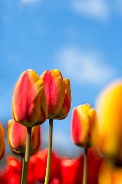 Flowers from Holland by Michael van der Burg