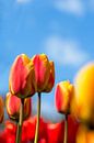 Flowers from Holland van Michael van der Burg thumbnail