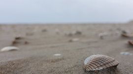Schelpen op het strand. von Tienet Van Laarhoven