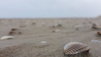 Schelpen op het strand.