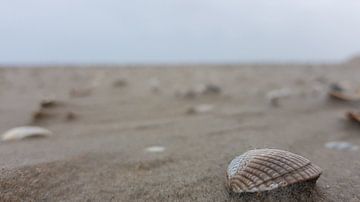 Schelpen op het strand.