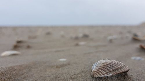 Schelpen op het strand.