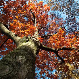 Magnificent Autumn by Peter van den Berg