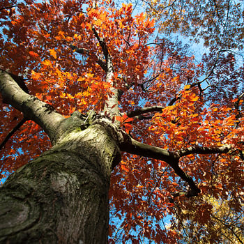 Magnifique automne