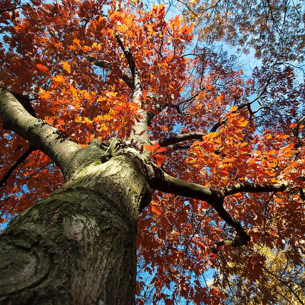 Prächtiger Herbst von Peter van den Berg