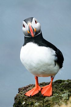 Puffin