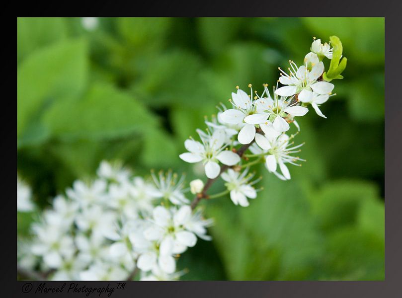 Bloesem von Marcel van der Kolk