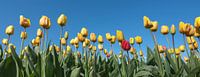 gele tulpen onder blauwe hemel