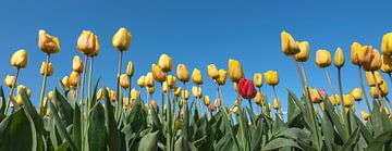 gele tulpen onder blauwe hemel van anton havelaar