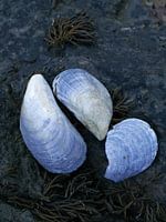 Blaue Muscheln
