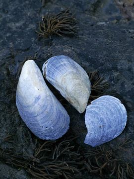 Blauwe schelpen van Anouk Beunen
