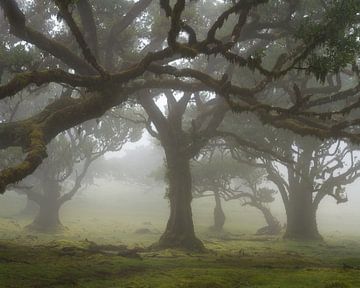 Winding trees by Robin Gooijers | Fotografie