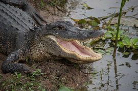 Alligator mit offenem Maul von Marcel Jagt