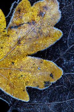 Bevroren herfstbladeren van Wil Leurs