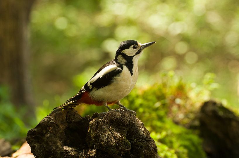 Grote bonte specht by Ton van Weenen