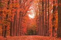Bomenlaan met rode herfstkleuren van Ideasonthefloor thumbnail