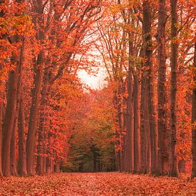 Avenue of trees with red fall colors by Ideasonthefloor