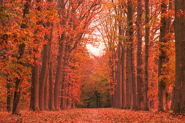 Bomenlaan met rode herfstkleuren