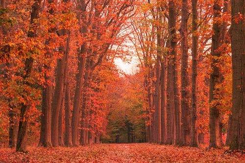 Avenue d'arbres aux couleurs rouges de l'automne