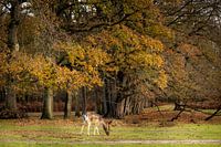 Damhirsch in einem Wald im Herbst