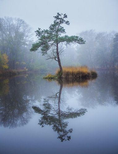 Tree reflection in a pond