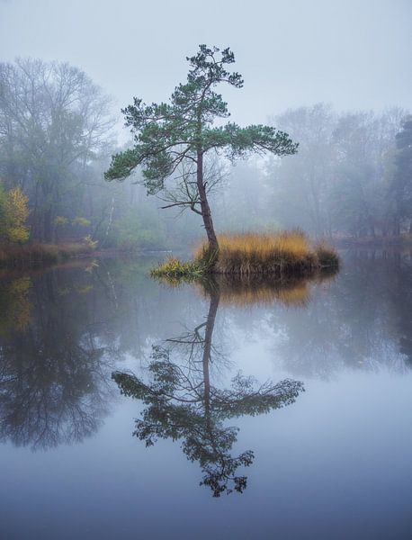Boom reflectie in ven van Dennis Mulder