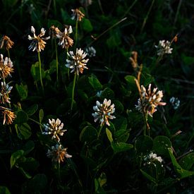 weiße Blumen im Gras von Remke Maris