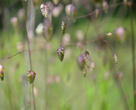 Zittergras von Ans Bastiaanssen