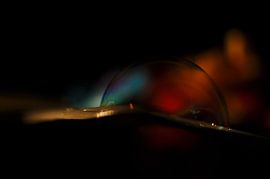 Wasserblase von didier galibert