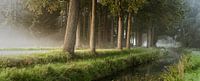 Nebliger Morgen